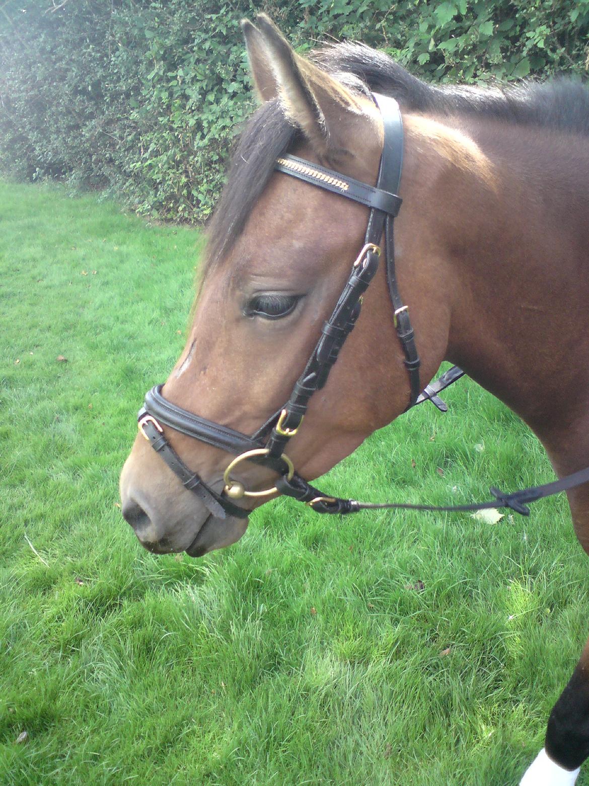 DSP Kærlunds Mr. Davidson  (Lucky) billede 5