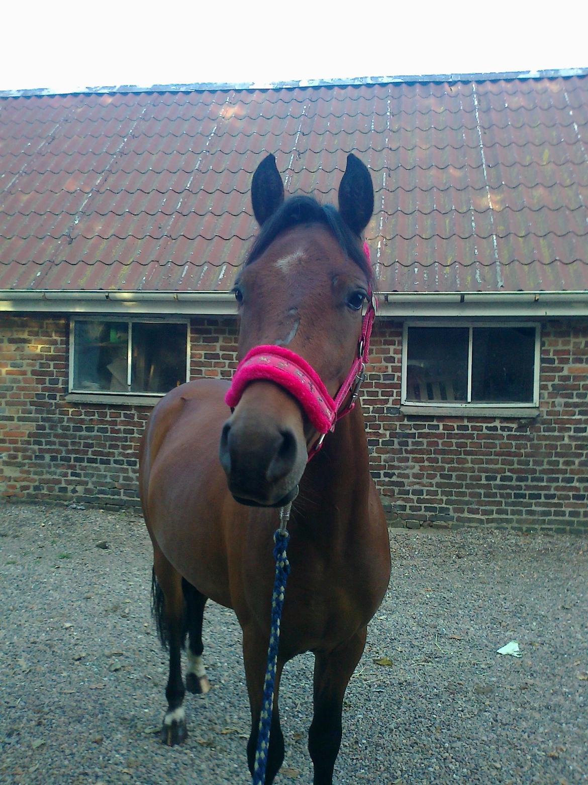 DSP Kærlunds Mr. Davidson  (Lucky) billede 10