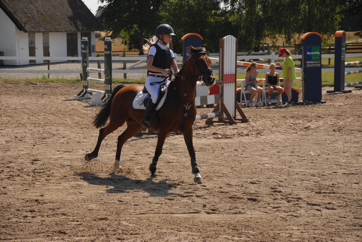 Tysk Sportspony P-Tim solgt - dejlig galop billede 16