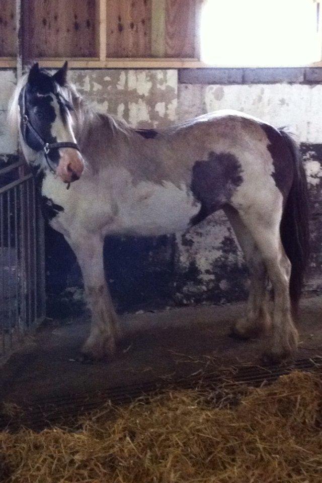 Tinker Hjortholm's Nova billede 18