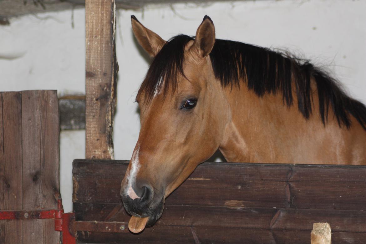 Anden særlig race Hedegårens Bella Bacardi (B-pony) Solgt - Velkommen til bellas profil!<3 billede 1