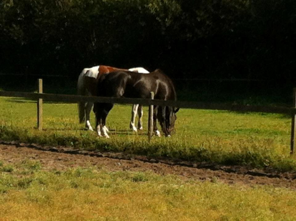 New Forest Madonna billede 1