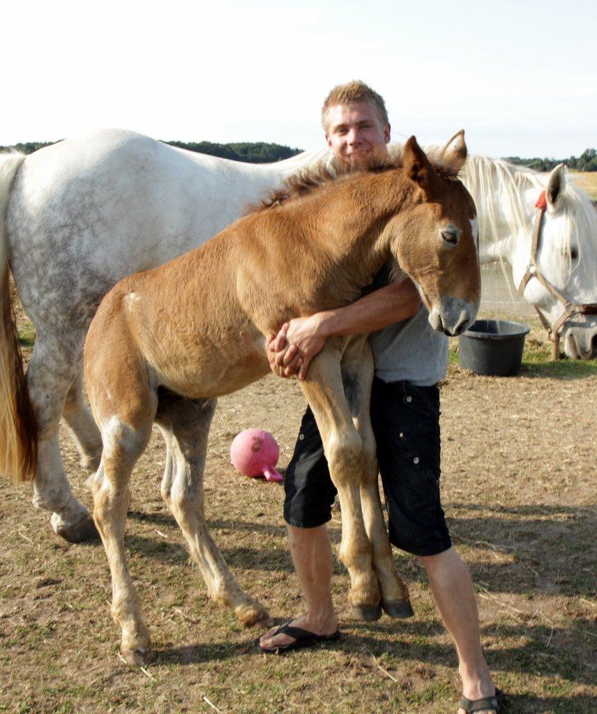 Boulonnais Chantilly billede 8