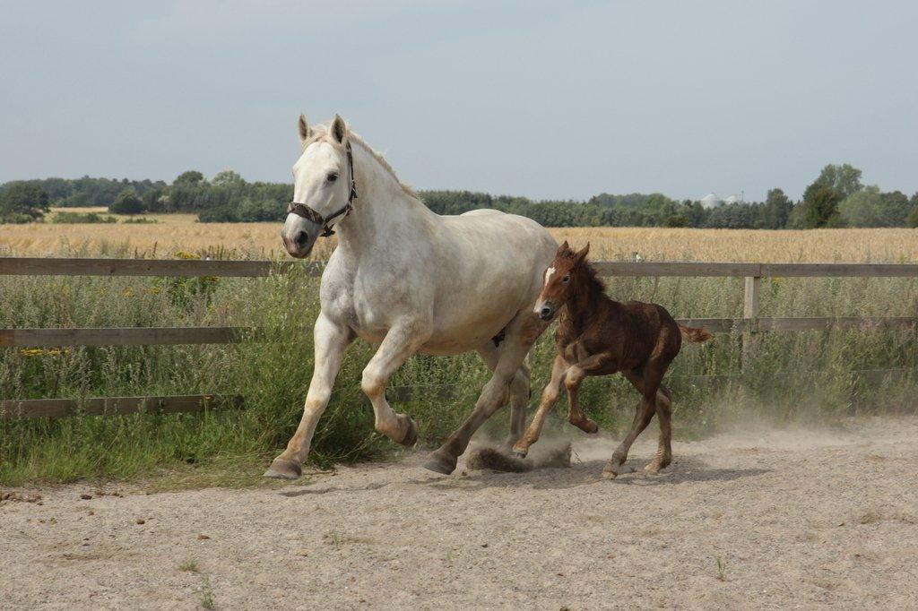 Boulonnais Chantilly - Følle og hendes mor Tina :) billede 9