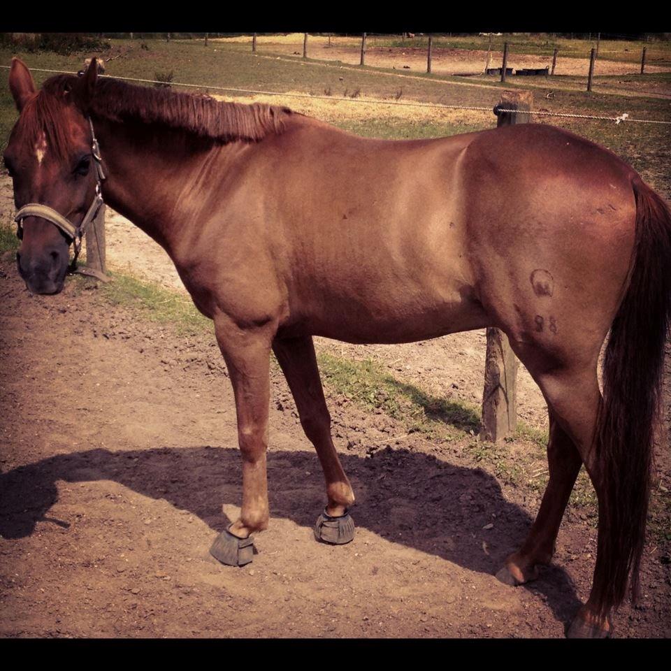 Tysk Sportspony Aladin *Den Bedste* - Aladin drengen <33 billede 12