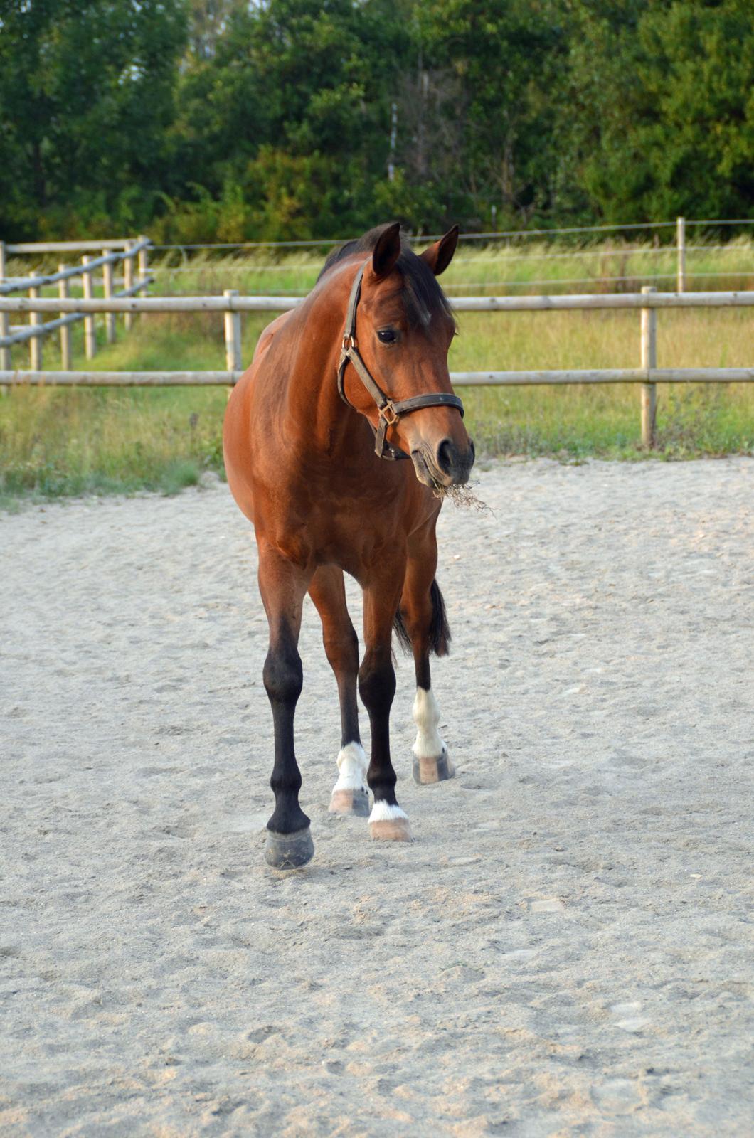 Welsh Partbred (Sec F) Cooper TG billede 8