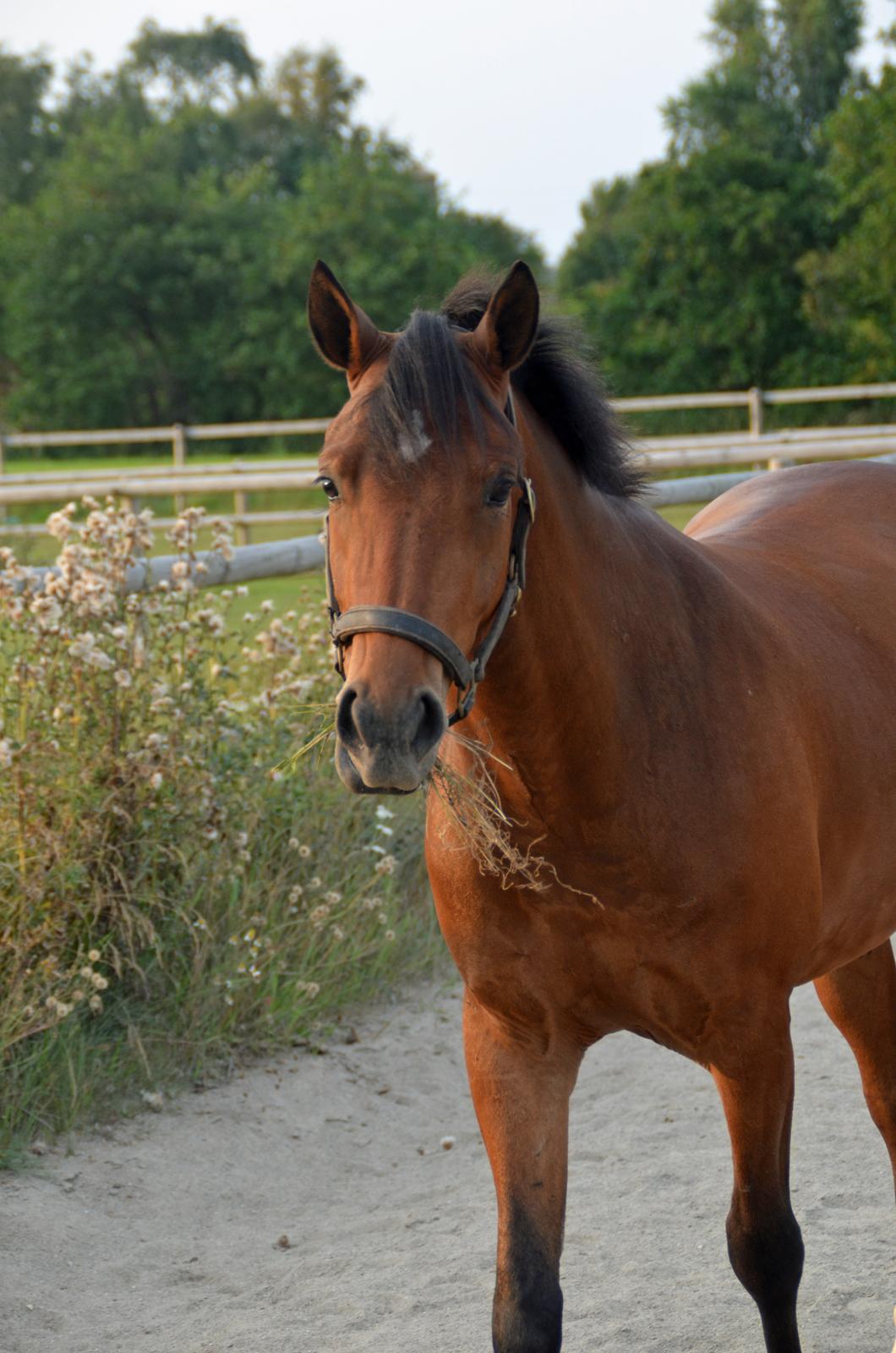 Welsh Partbred (Sec F) Cooper TG billede 9