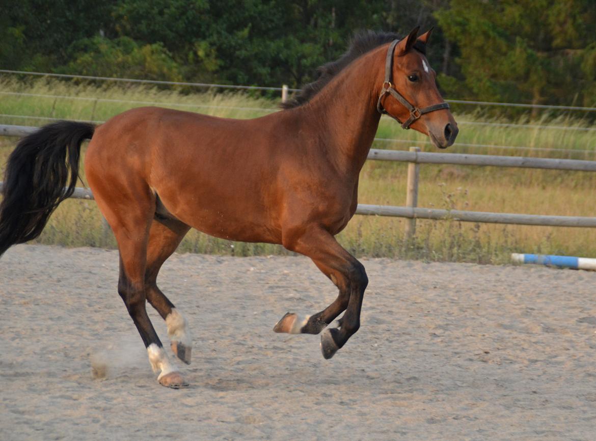 Welsh Partbred (Sec F) Cooper TG billede 6