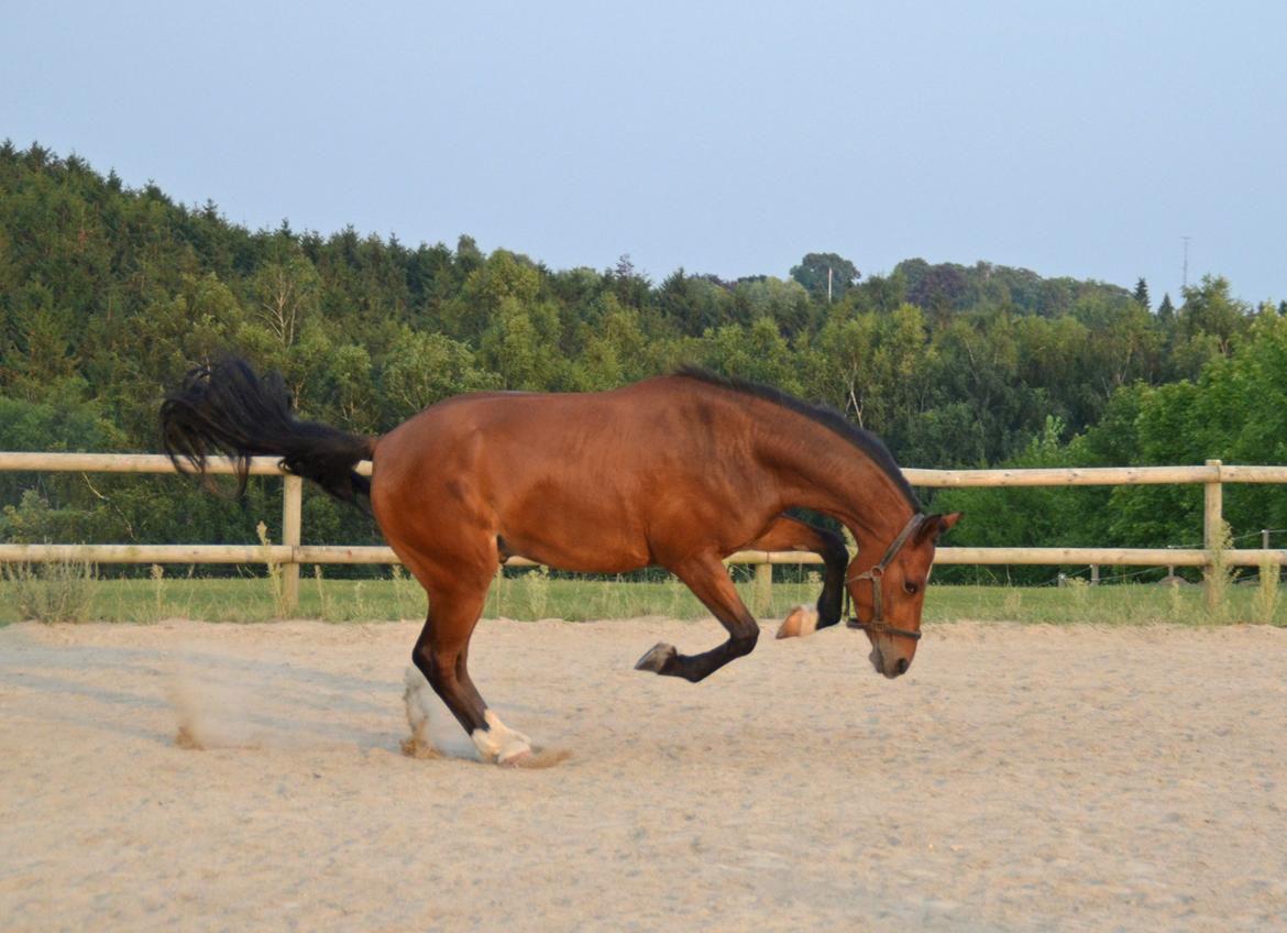 Welsh Partbred (Sec F) Cooper TG - Vildhesten billede 10