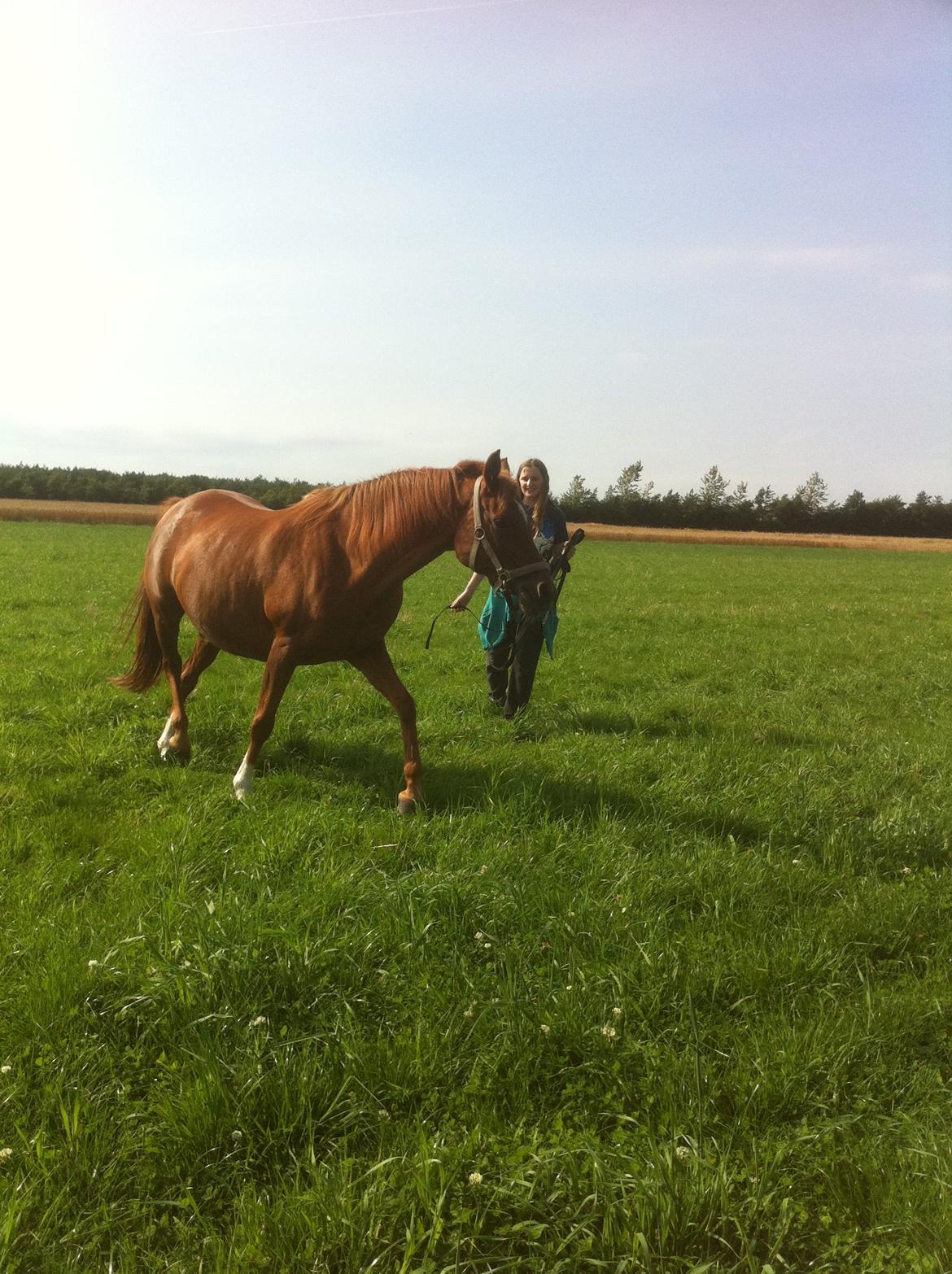 Arabisk fuldblod (OX) *Amedah* <3 *SOLGT* - Den 20/8-12 
Ami bliver longeret, og hun elsker det! billede 13