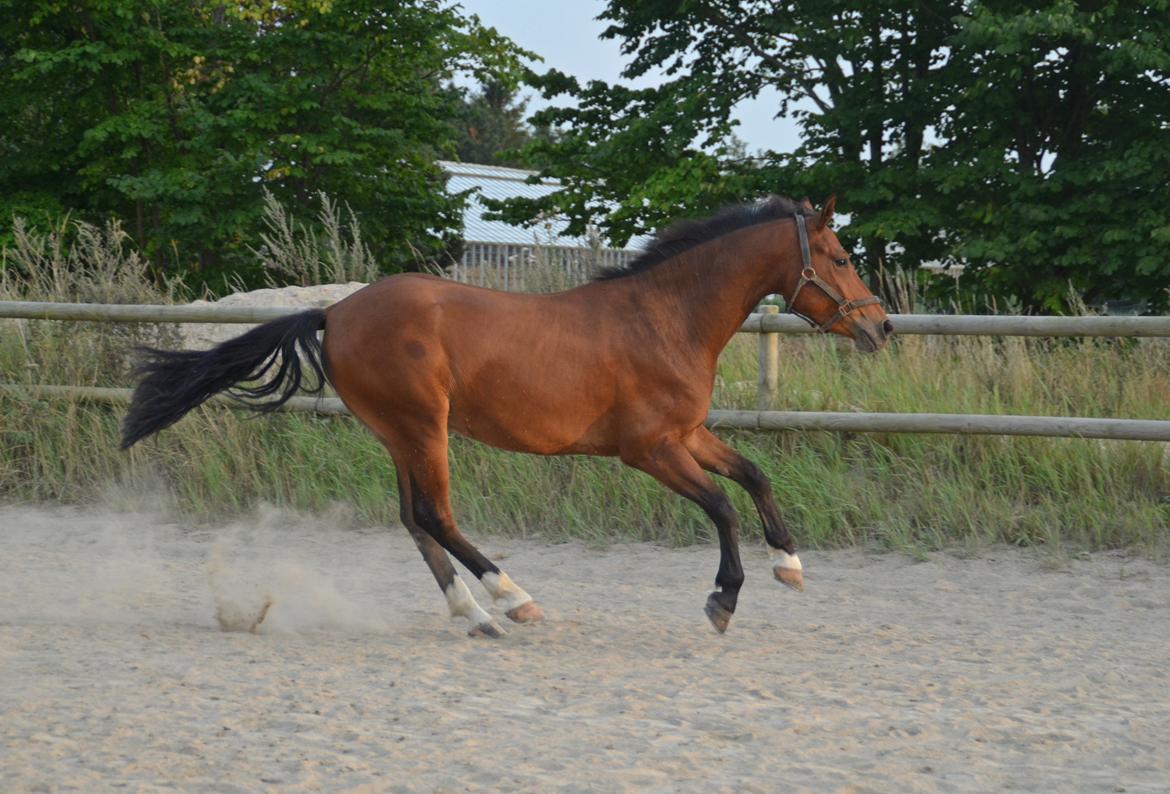 Welsh Partbred (Sec F) Cooper TG billede 12