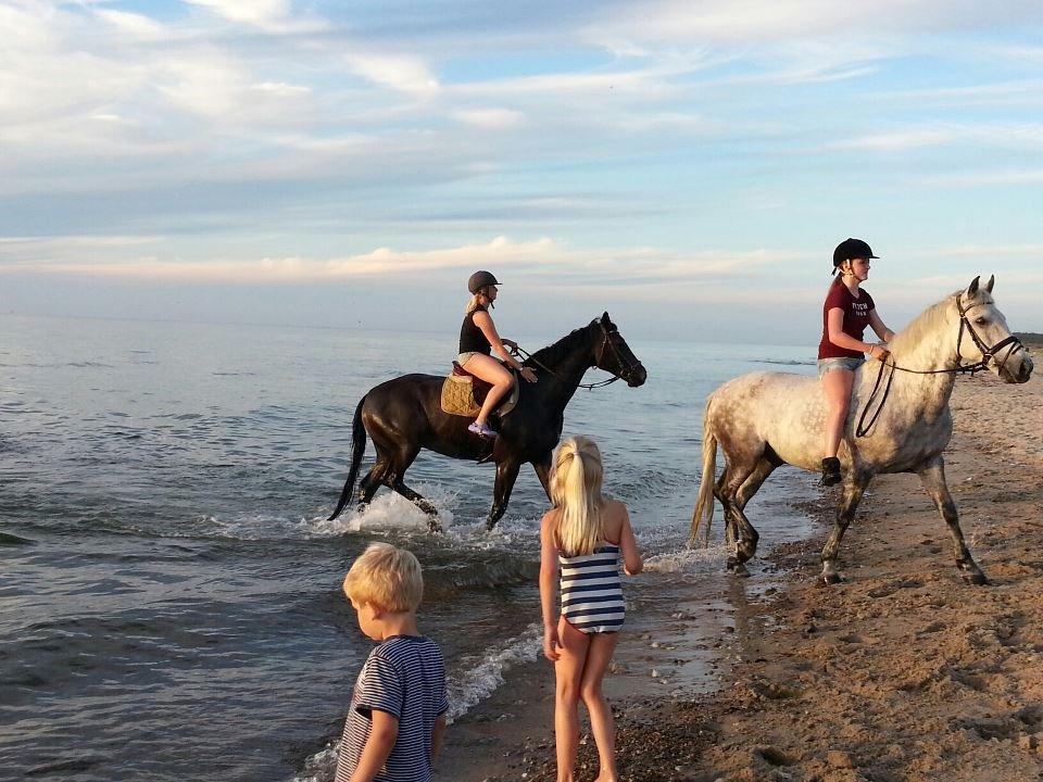 Anden særlig race Jock billede 15