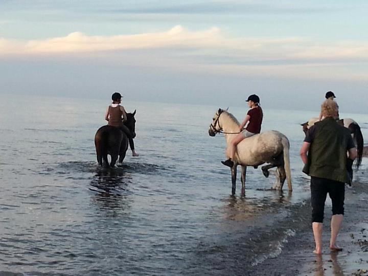 Anden særlig race Jock billede 16