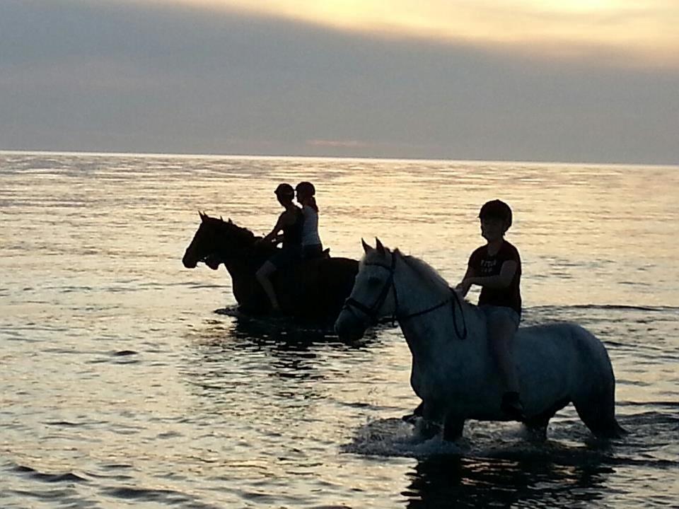 Anden særlig race Jock billede 17