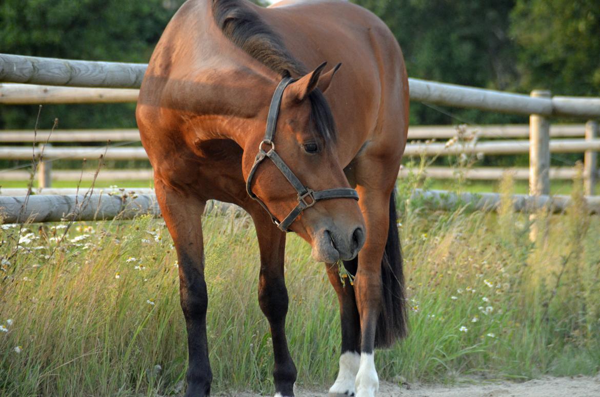 Welsh Partbred (Sec F) Cooper TG billede 2