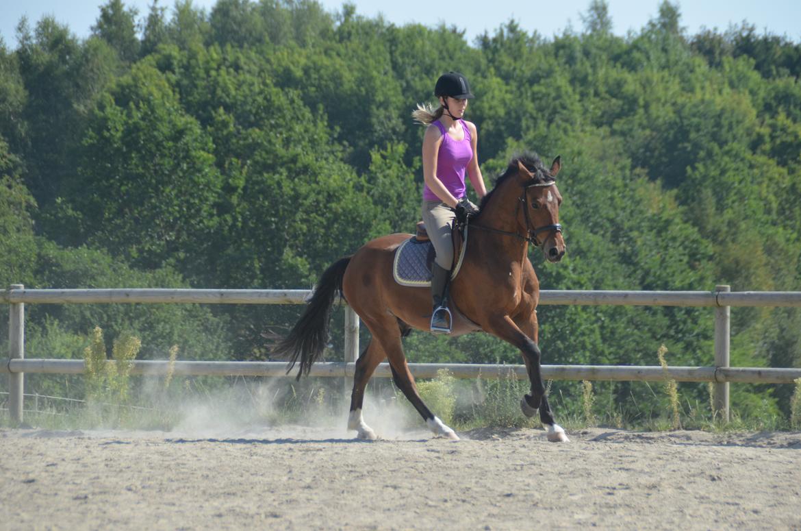 Welsh Partbred (Sec F) Cooper TG - Marie rider Cooper billede 11