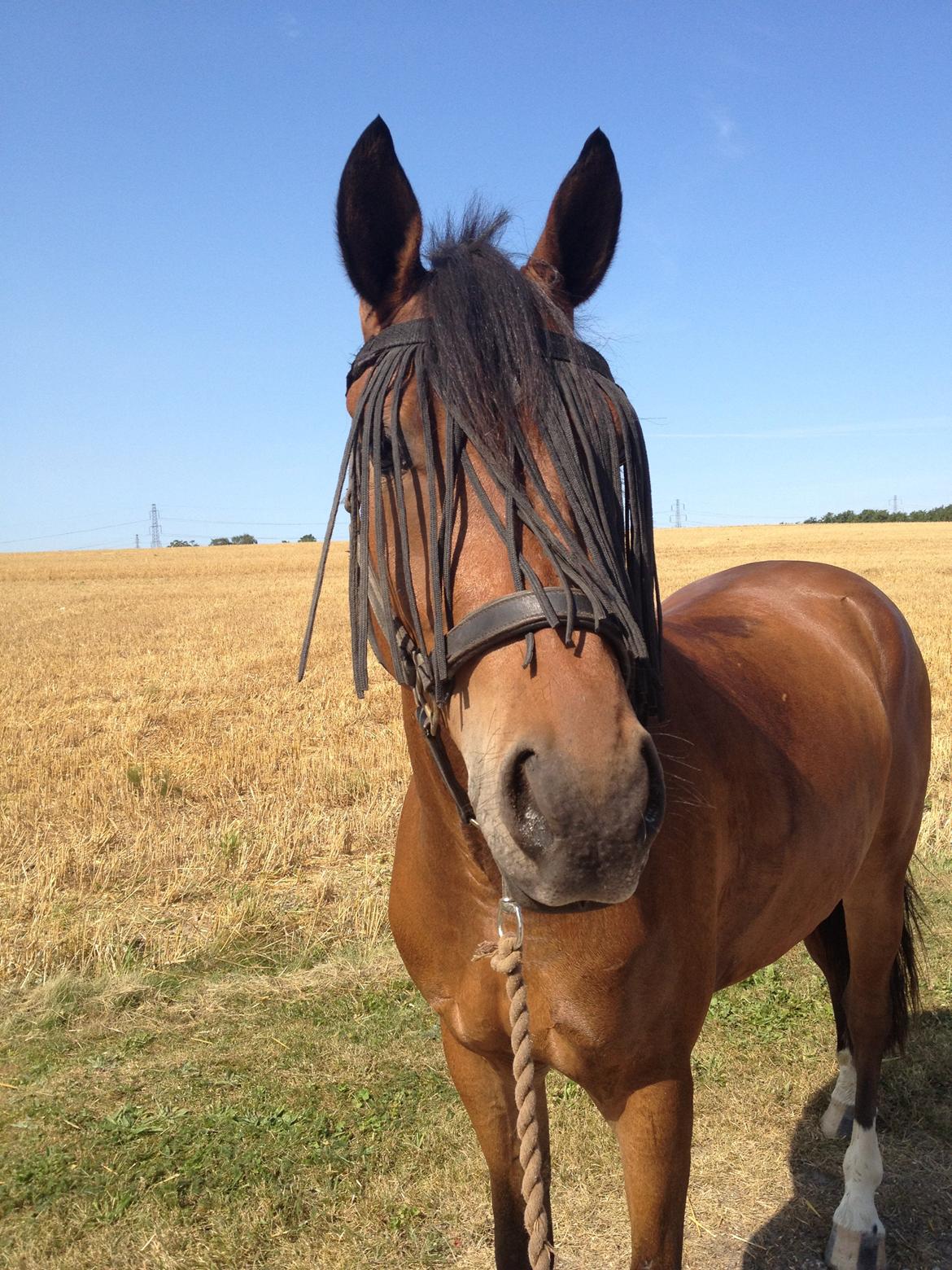 Welsh Partbred (Sec F) Cooper TG billede 14