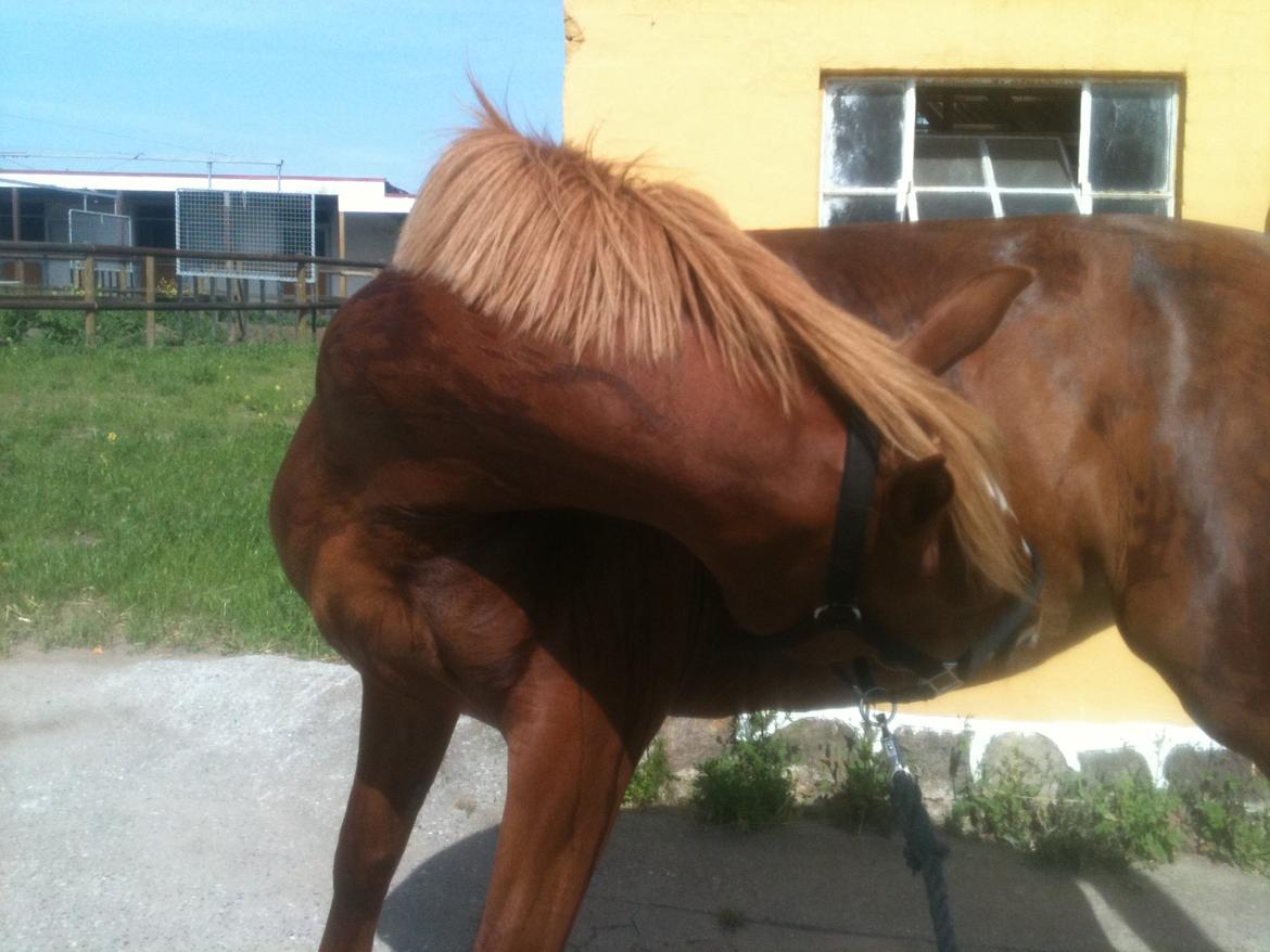 Frederiksborg Bakkegårds Nathasja billede 16