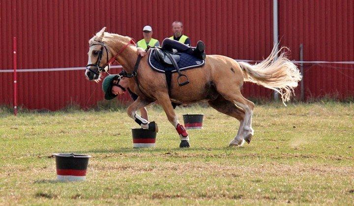 Welsh Mountain (sec A) Sjaik - 1 Plads C finale DM Indivduelle 2012 :) billede 20