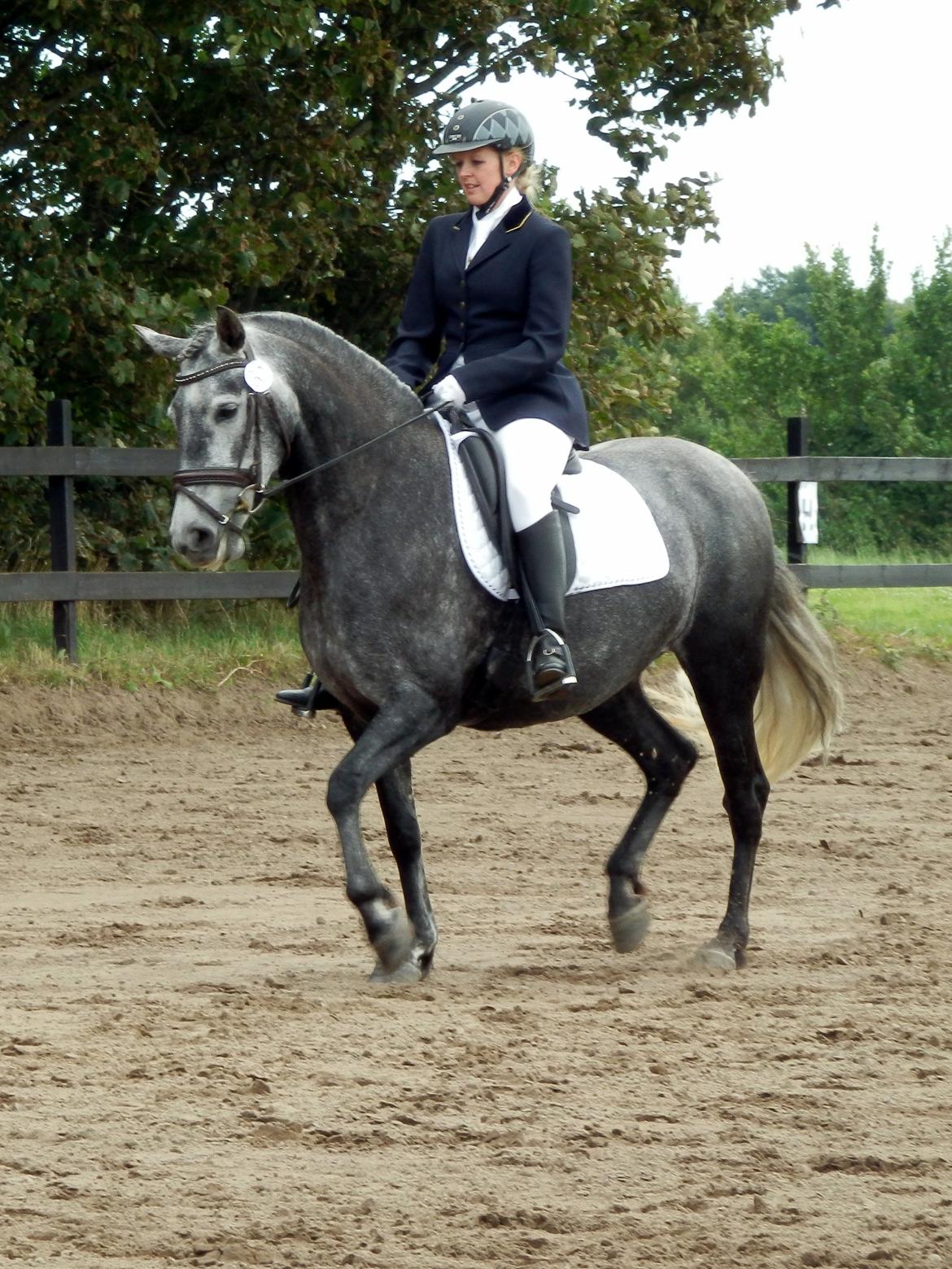 Pura Raza Española Babieca LXXIV - Stævne på Sdr. Vejrbakken august 2012, LC1 billede 10