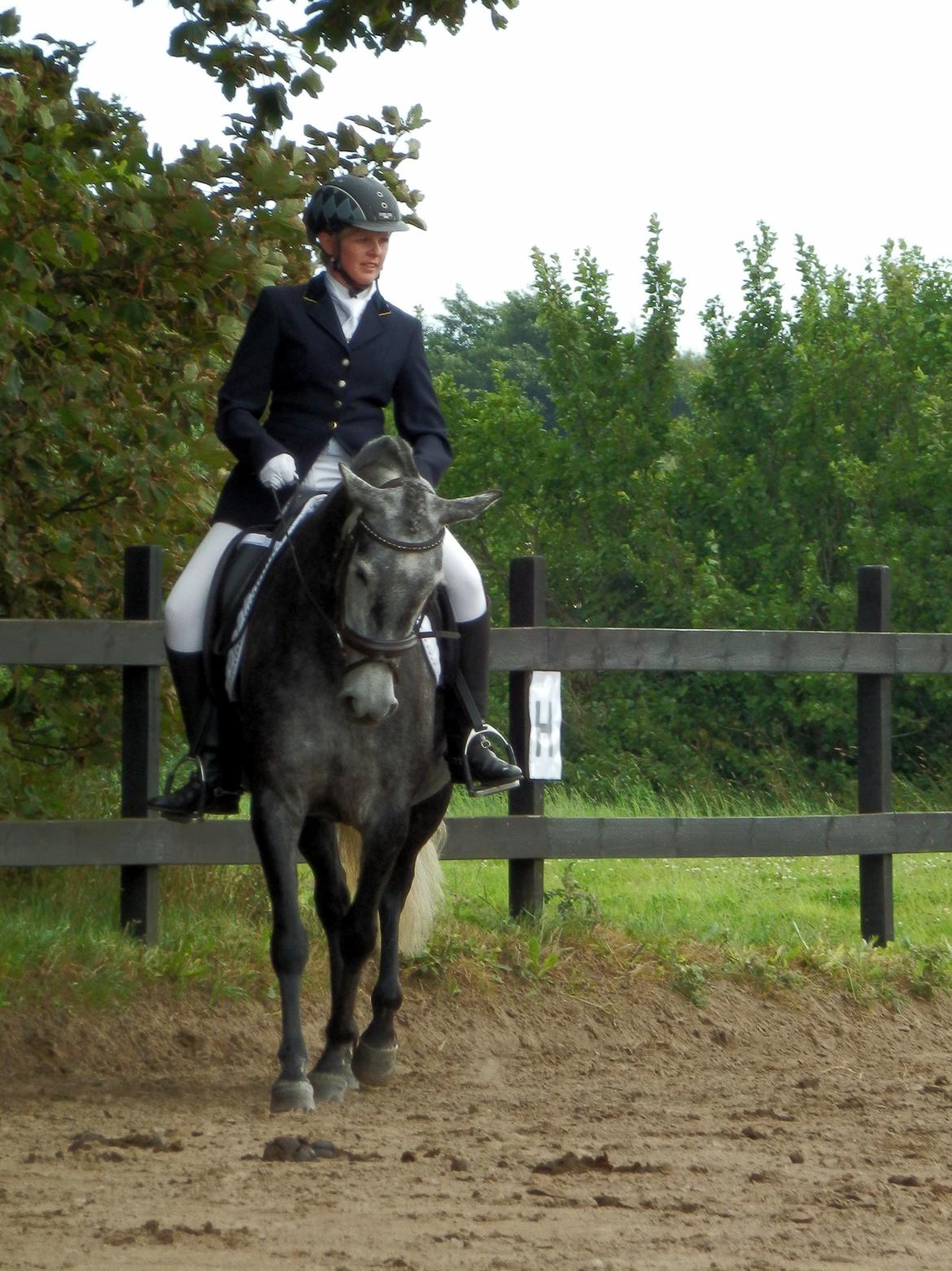 Pura Raza Española Babieca LXXIV - Stævne på Sdr. Vejrbakken august 2012, LC1 billede 11