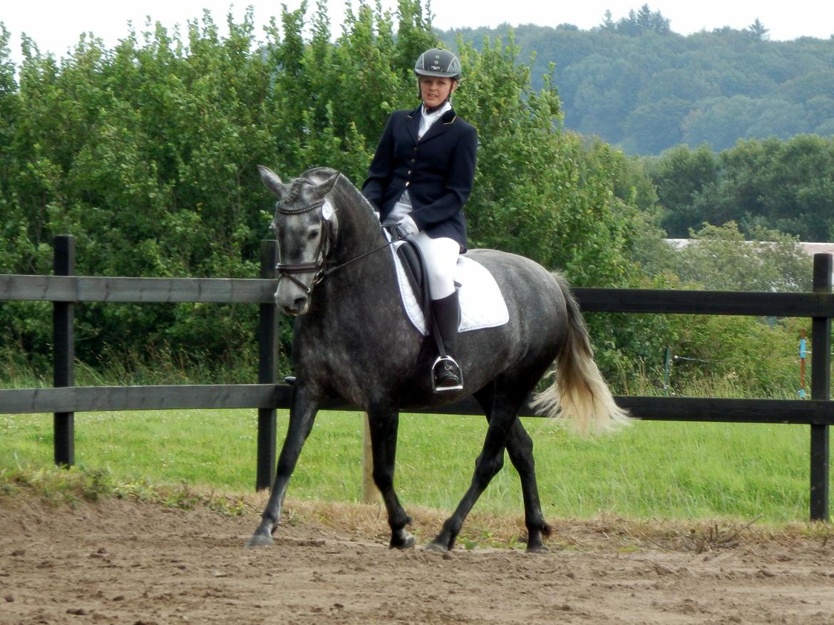 Pura Raza Española Babieca LXXIV - Stævne på Sdr. Vejrbakken august 2012, LC1 billede 12