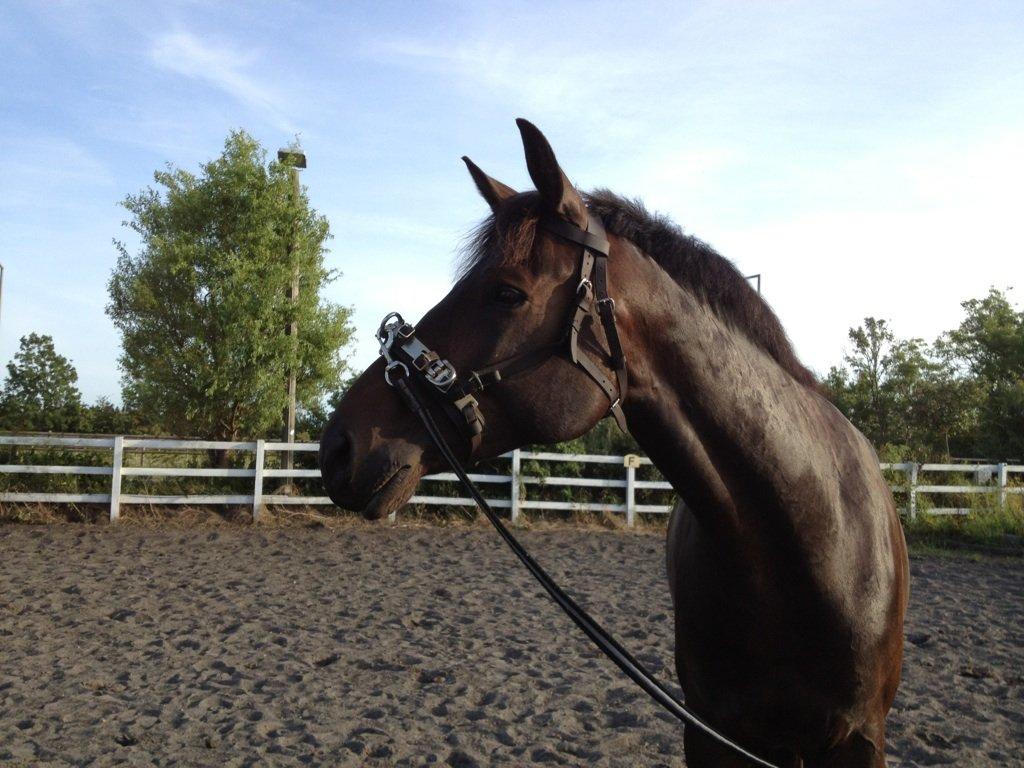 Dansk Varmblod Botelli - Første gang i kapsun billede 3