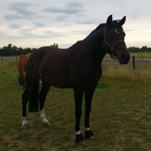Dansk Varmblod Botelli - Sød og nuttet på fold første dag billede 10