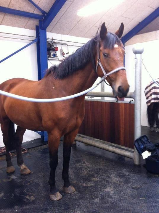 Holstener Lasse billede 7