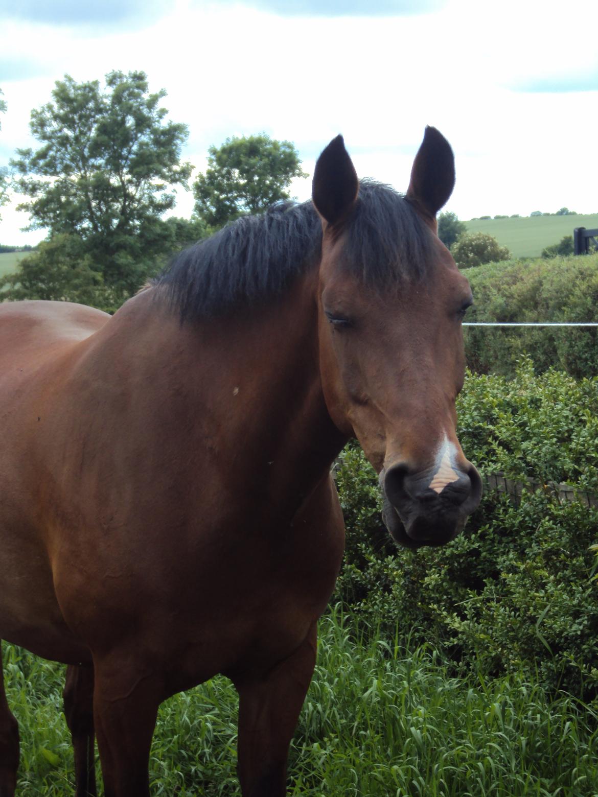 Anden særlig race Gilbert billede 19