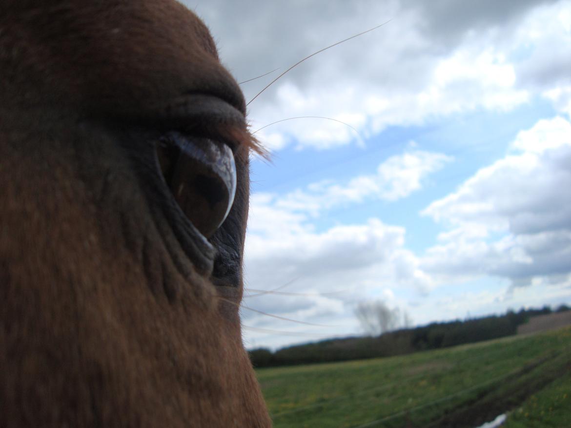 Dansk Varmblod Activ - View <3 billede 9