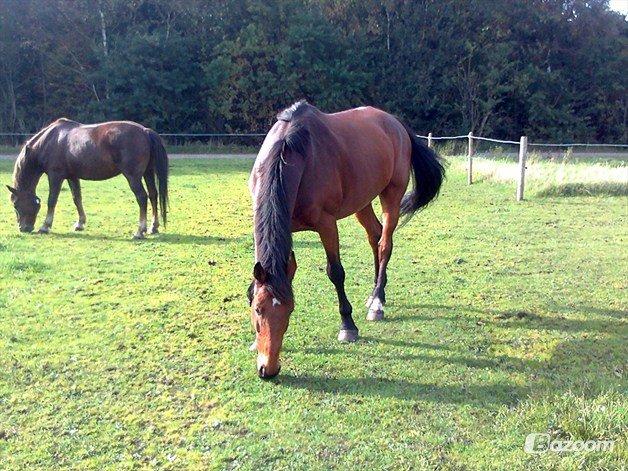 Holstener Lasse billede 10