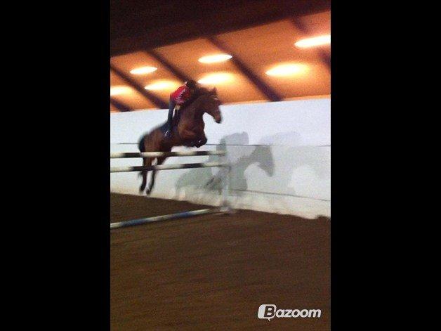 Holstener Lasse billede 11