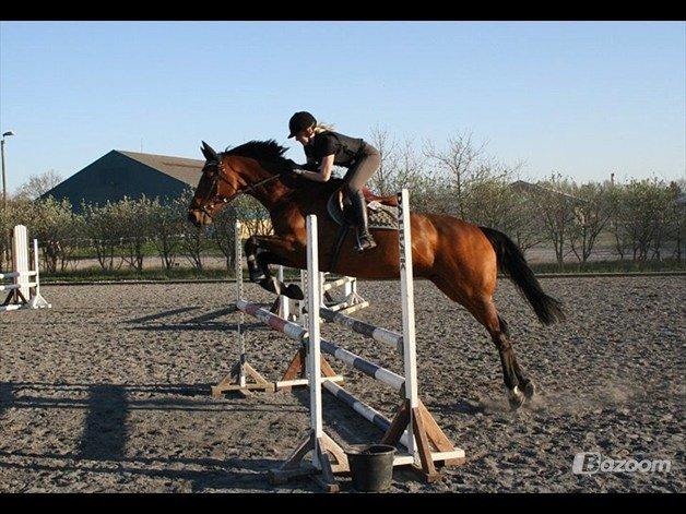 Holstener Lasse billede 13