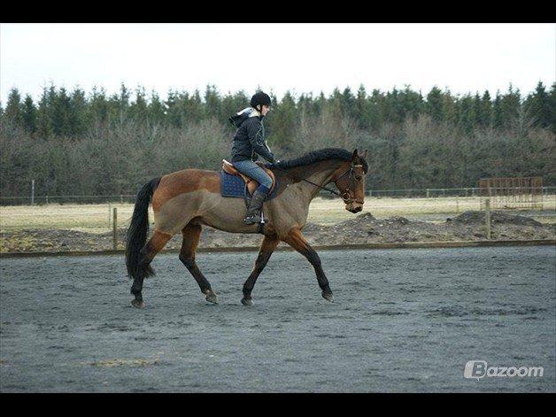 Holstener Lasse billede 16