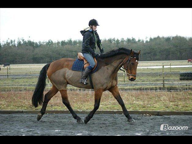 Holstener Lasse billede 17