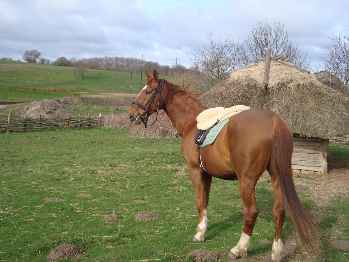 Dansk Varmblod Activ - Activ på filmsettet til filmen "Historien om Lantrian" - min søde moviestar <3 billede 11