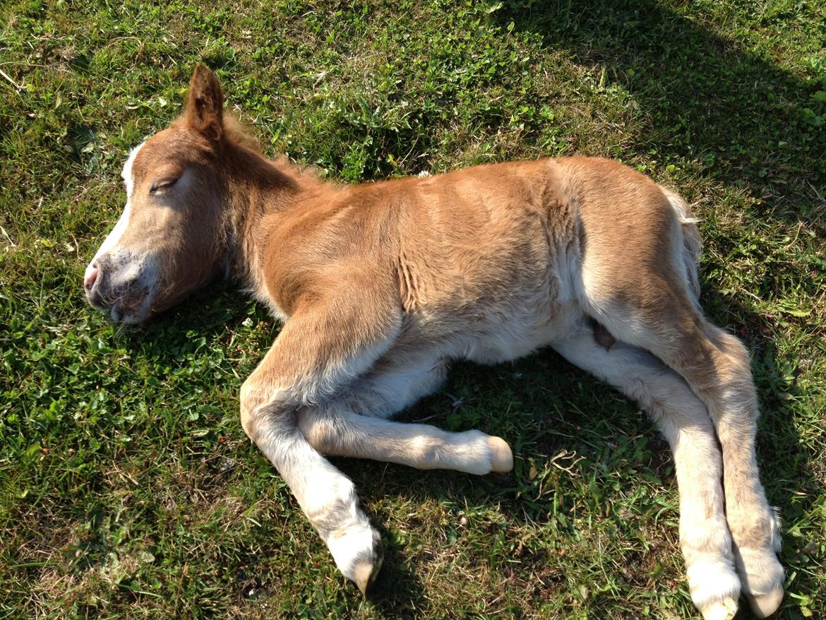 Shetlænder Lille Prins <3 billede 11