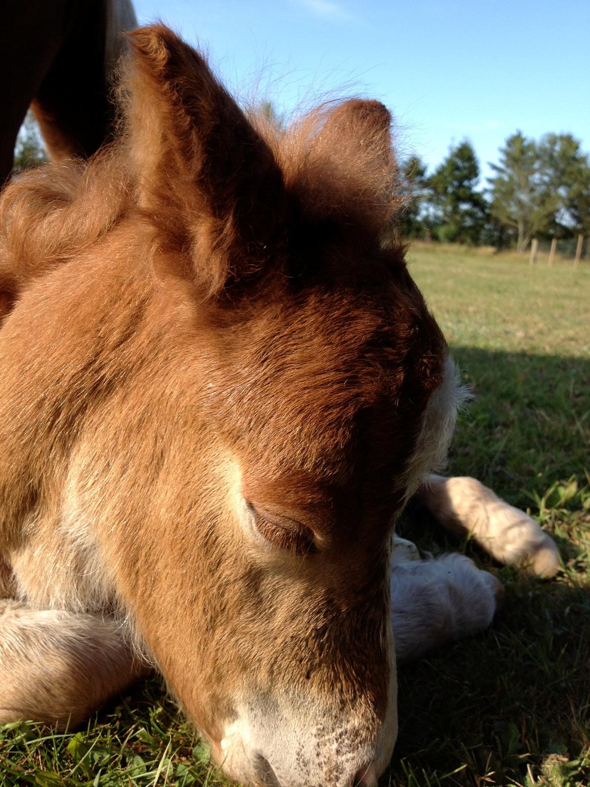 Shetlænder Lille Prins <3 billede 12
