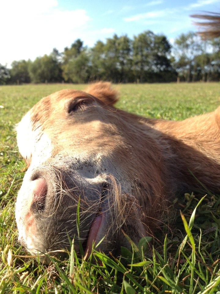 Shetlænder Lille Prins <3 - man er så sød når man sover ;P billede 2