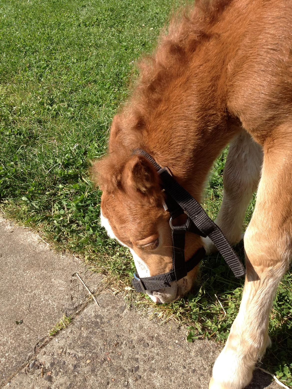 Shetlænder Lille Prins <3 - Første gang med grime ;D billede 13