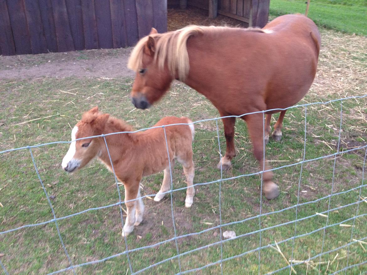 Shetlænder Lille Prins <3 billede 14