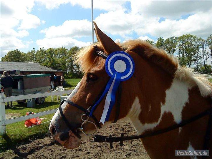 Pinto prinsesse chila<3 - ååårh min lille springpony:)<3 billede 11