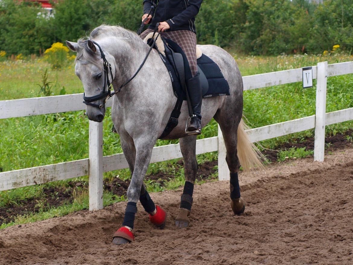 Anden særlig race Lanett billede 17