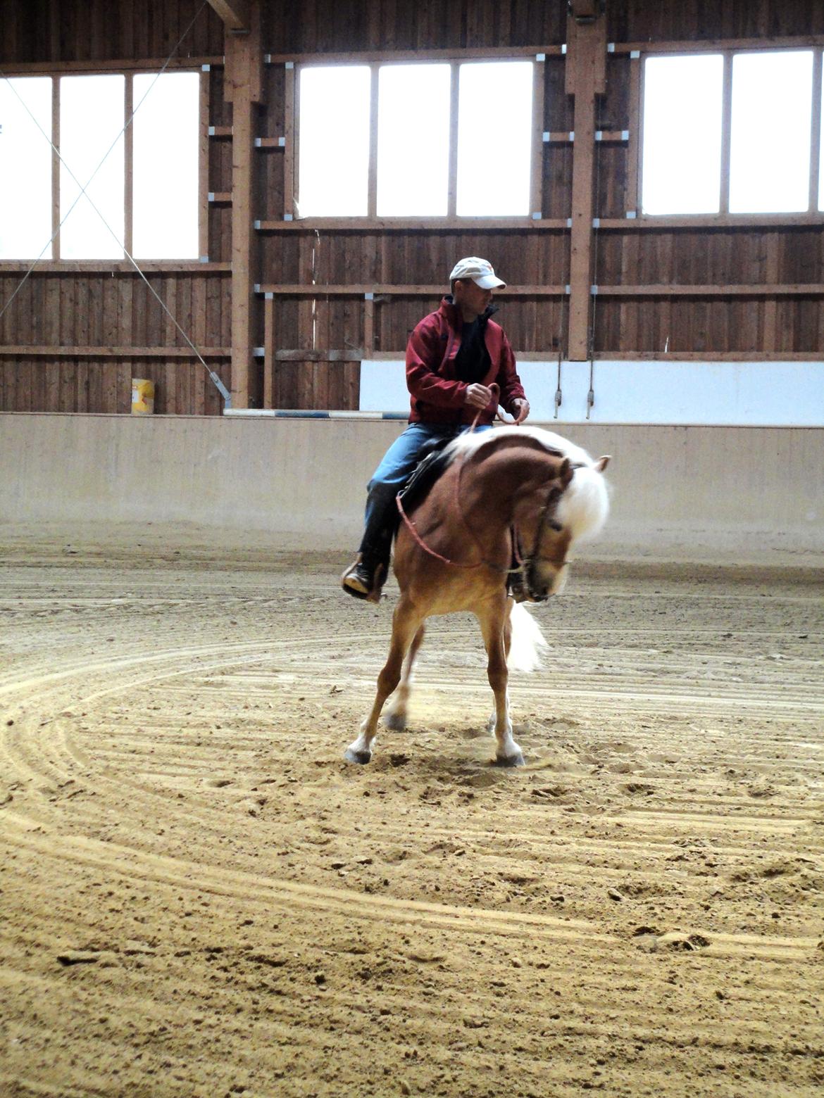 Tyroler Haflinger Sonata billede 1