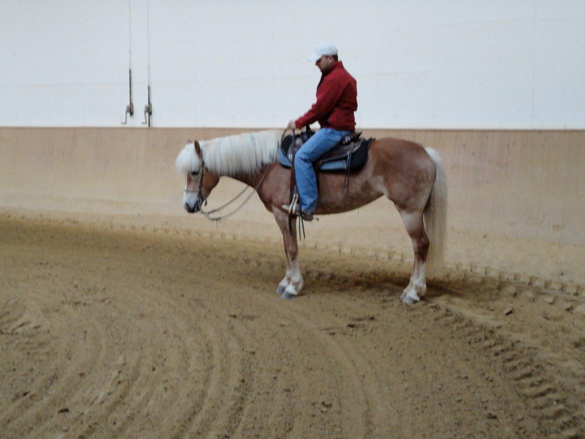 Tyroler Haflinger Sonata billede 2