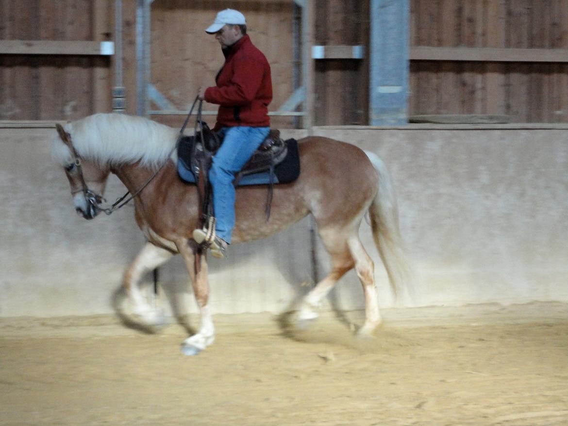 Tyroler Haflinger Sonata billede 3