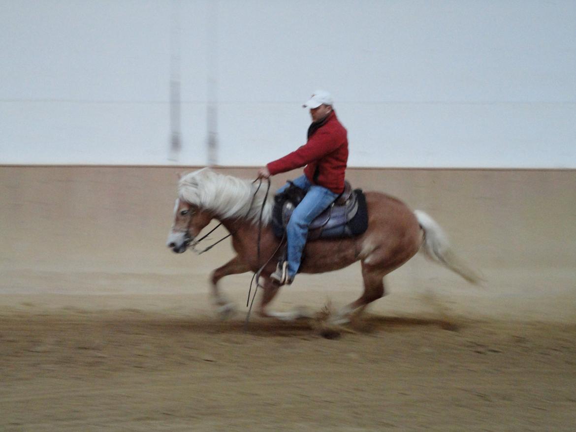 Tyroler Haflinger Sonata billede 4