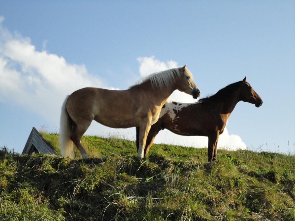 Tyroler Haflinger Sonata billede 6