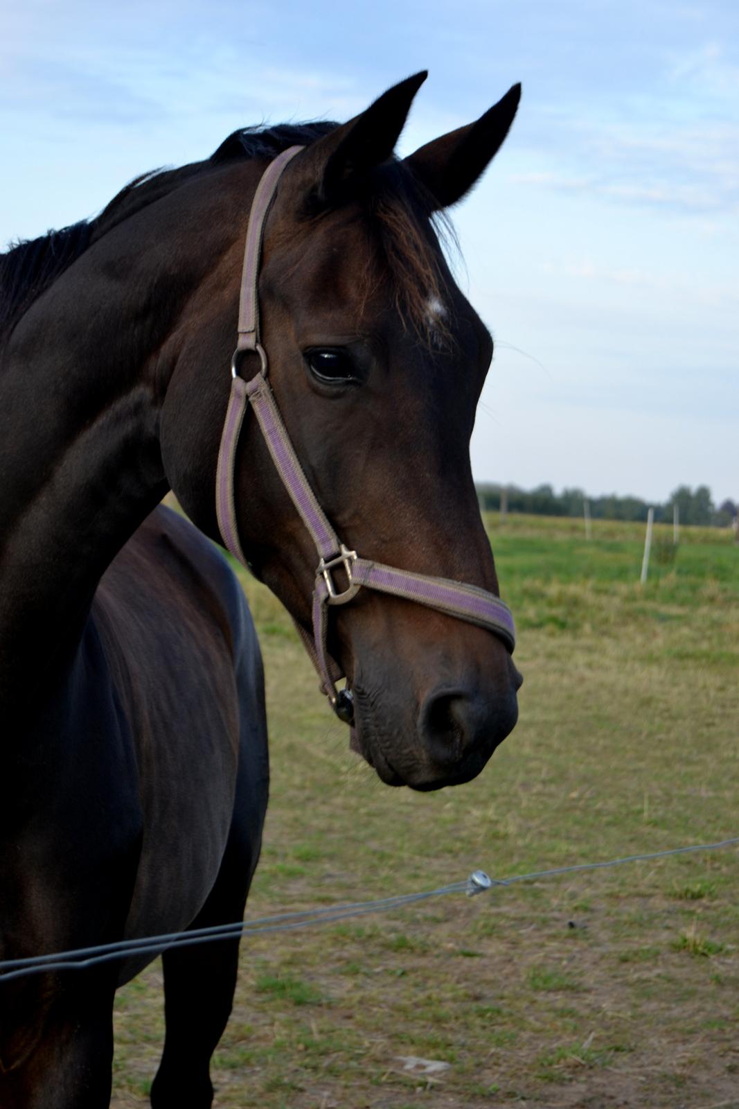 Dansk Varmblod Rosett - Rosett holder øje med den nye pony Olympic. Hun er meget nysgerrig. :-)   billede 14